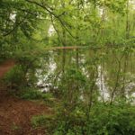 Pond
