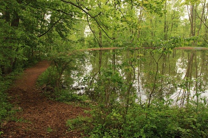 Pond