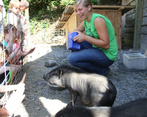 Farm Animal Experience_Pigs_Children_Summer_Hannah