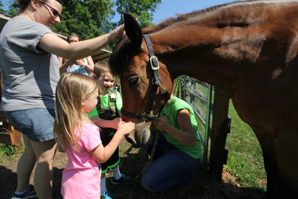 Farm Animal Experience with Horses