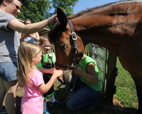 Farm Animal Experience_Horse_Children_Summer