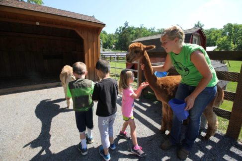 Farm Animal Experience with Alpaca