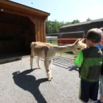 Farm Animal Experience_Alpaca_Children_Summer