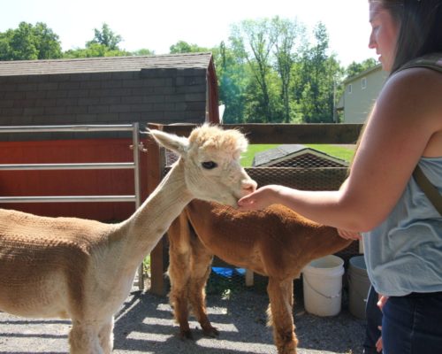 Farm Animal Experience_Alpaca_Women_Summer