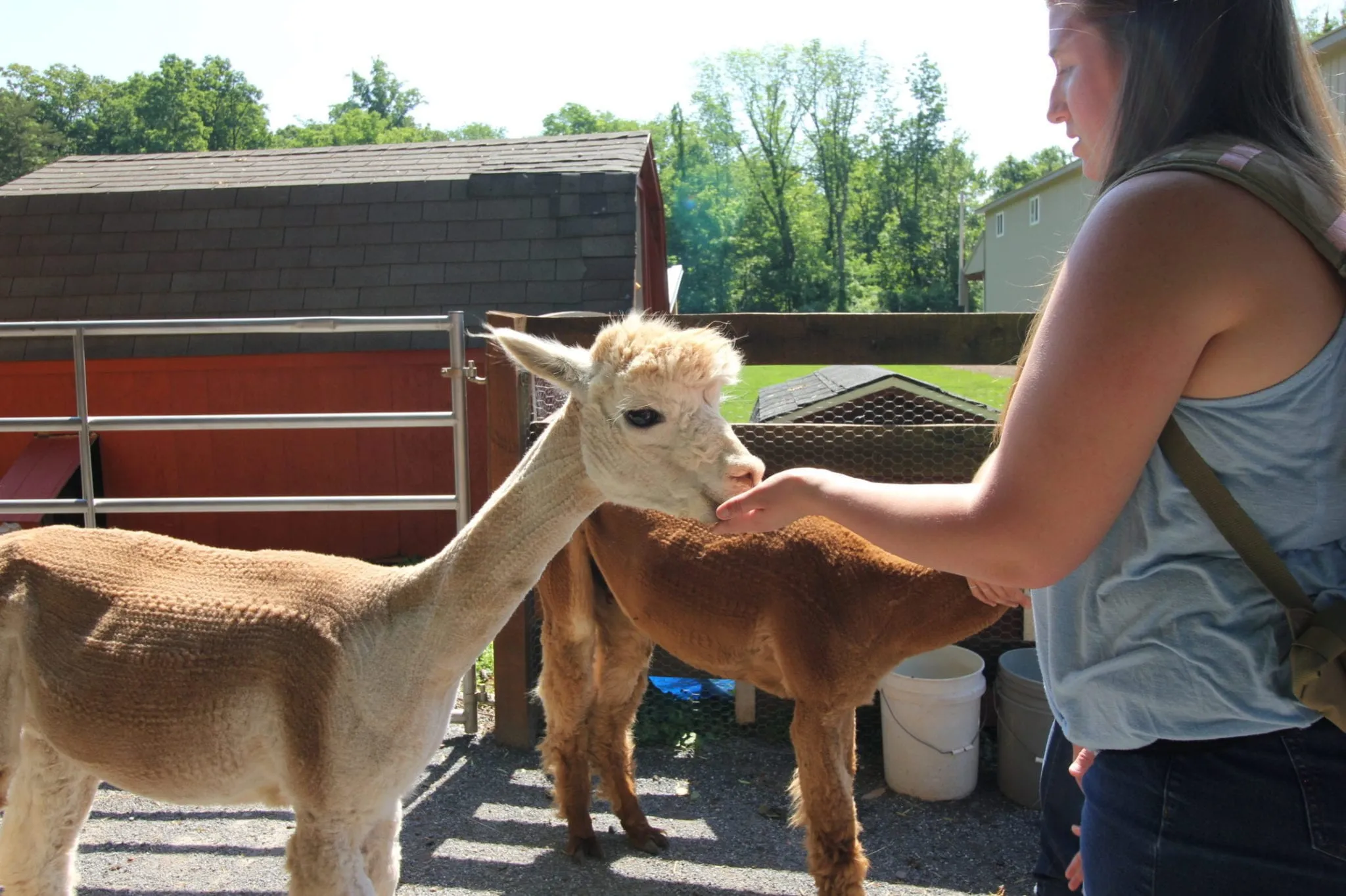 Horseback Rides in Lancaster County, PA (Equine & Farm Animal Program