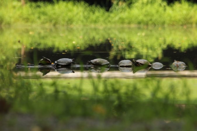 Nature and animals studies program in Lancaster pa