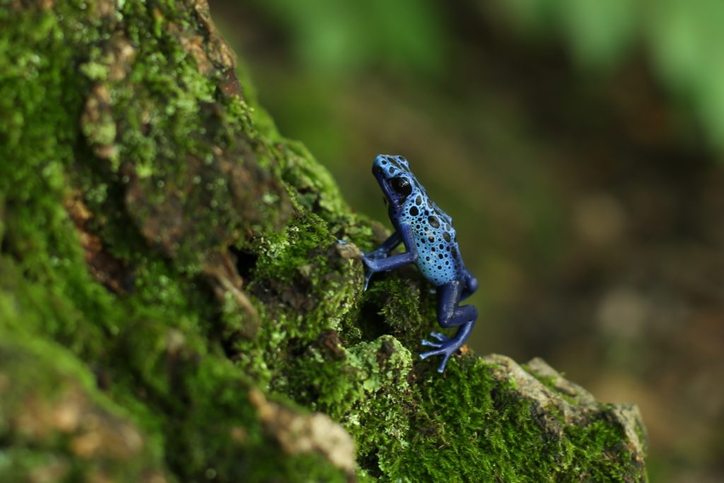 Mossy Frog, Online Learning Center