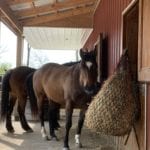 Horse eating at a barn