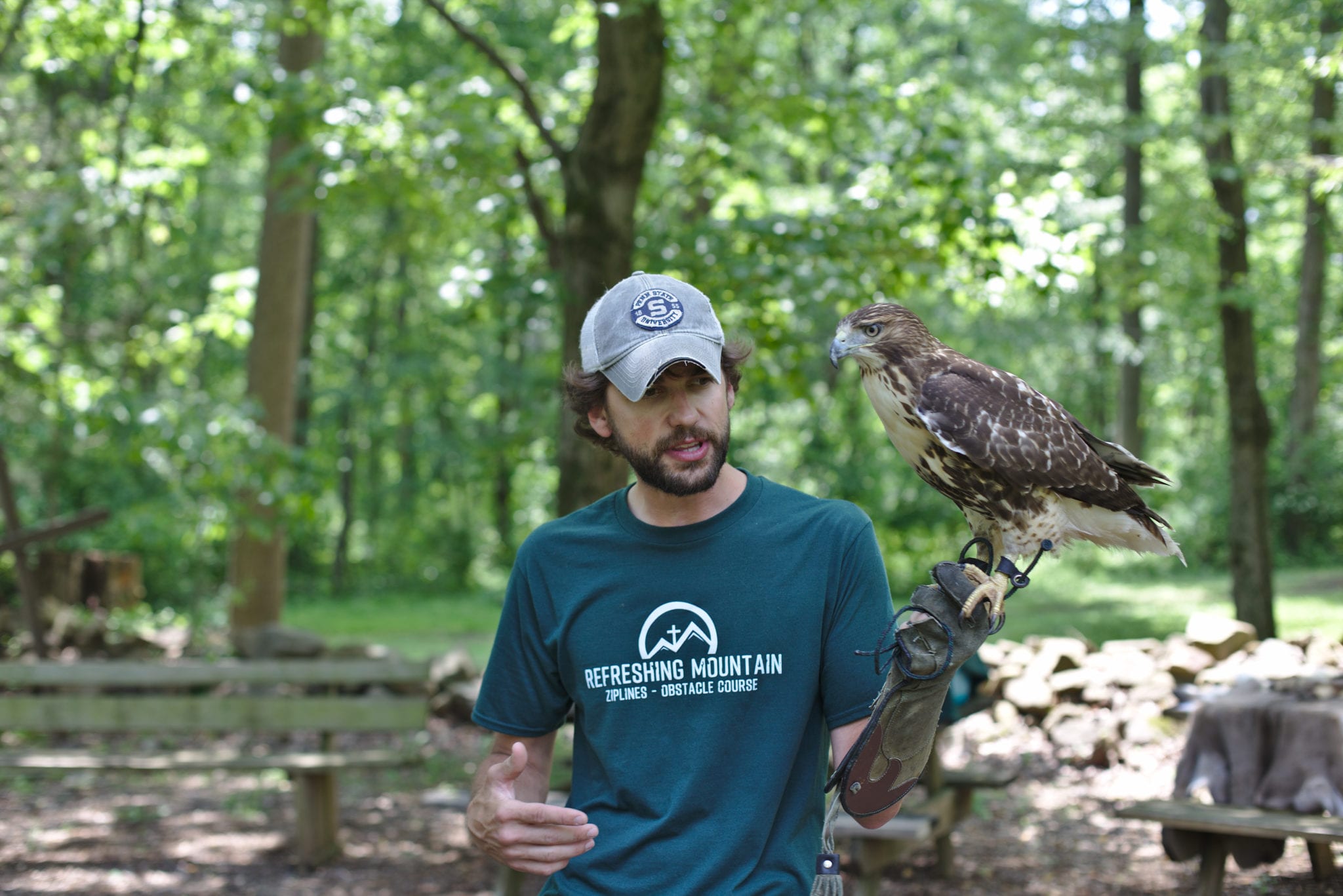 Birds Of Prey Hawk Summer Wildlife Scaled 1