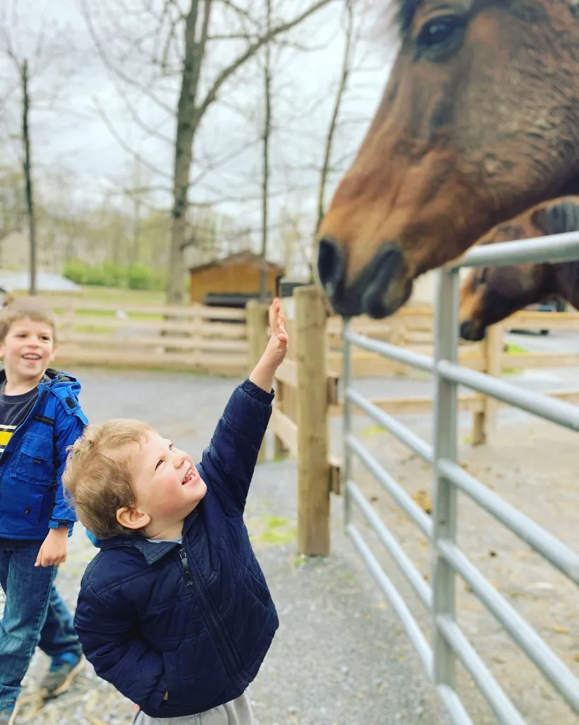 Petting Horse
