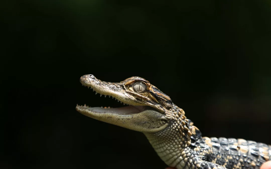 Reptiles and Amphibians of the World