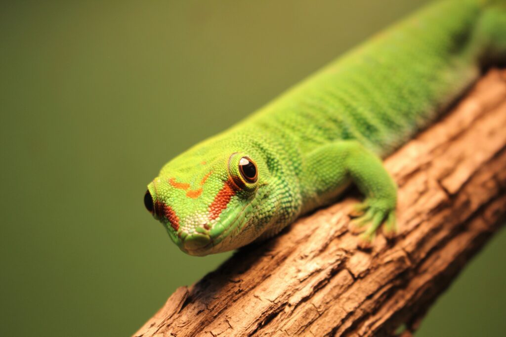 day gecko wildlife center wlc