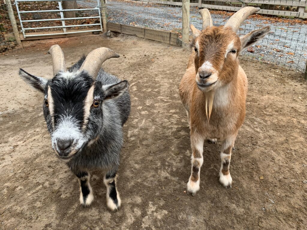 goats