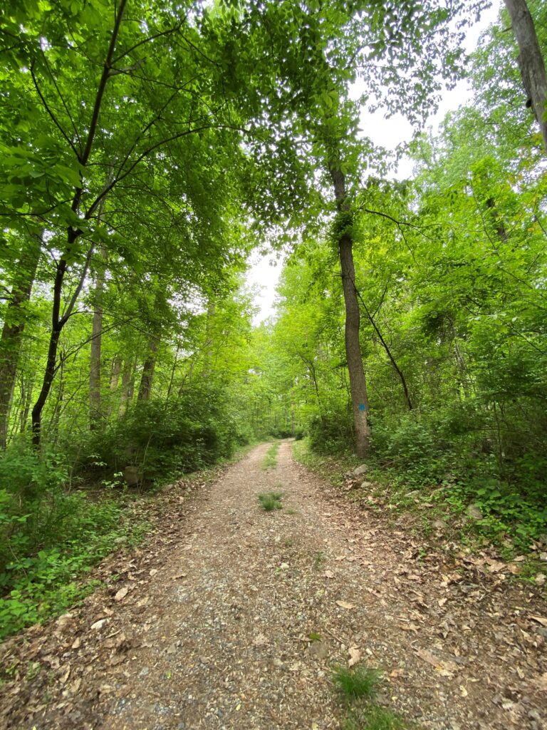 lower deer print trail 2021