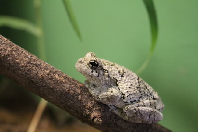 Wildlife Center Frog Scaled 1